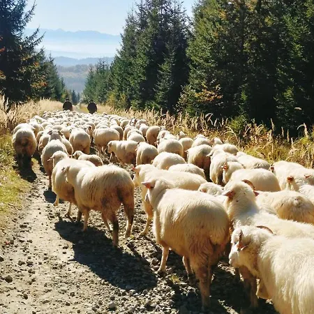Pod Hala Krupowa * Sidzina